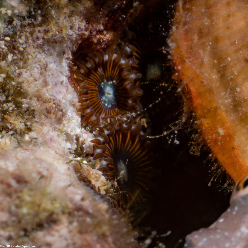 Palythoa heliodiscus (Sunray Zoanthid)