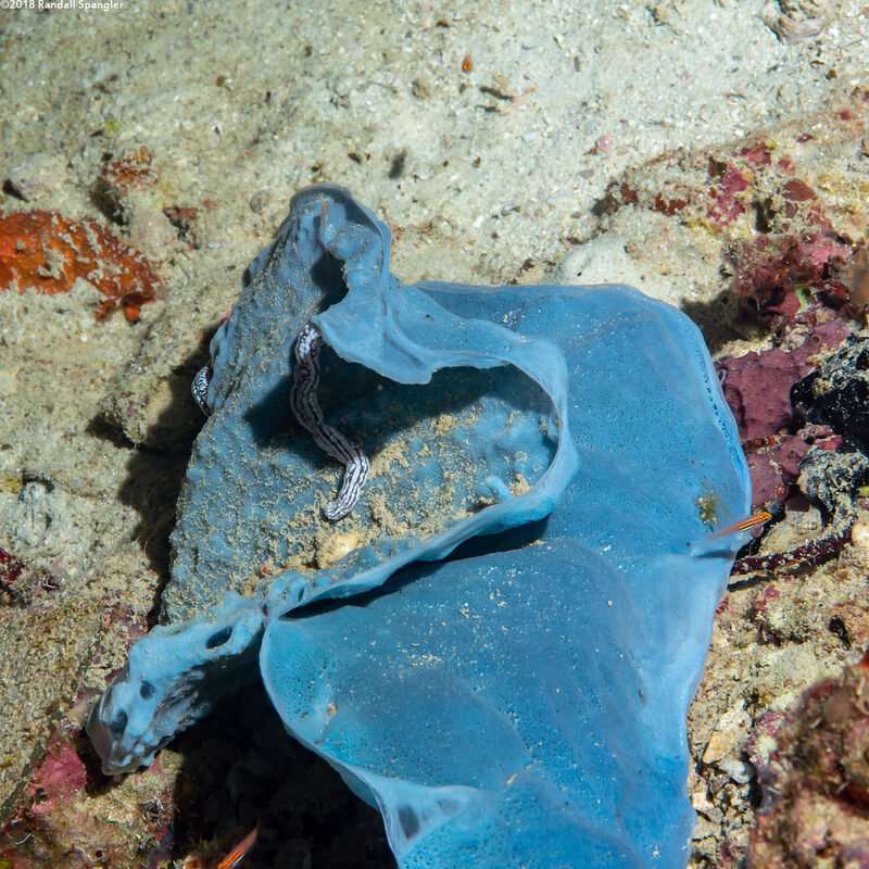 Ianthella basta (Elephant Ear Sponge)