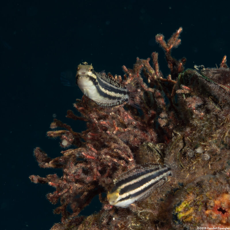 Petroscirtes breviceps (Shorthead Fangblenny)