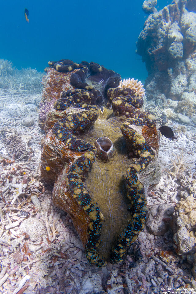 Tridacna gigas (Giant Clam)