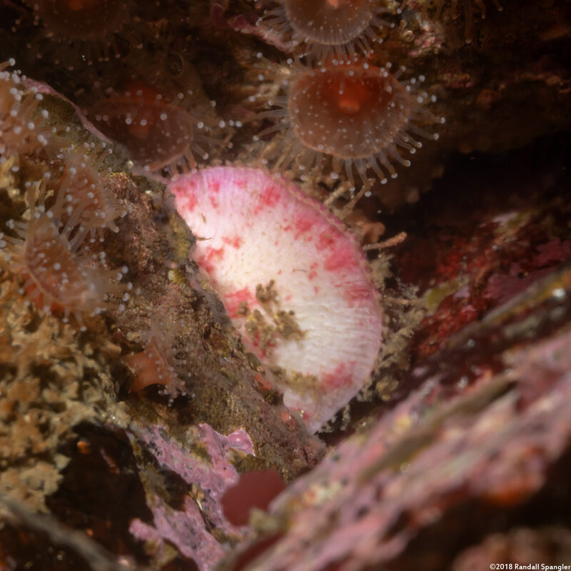 Placiphorella velata (Veiled Chiton)