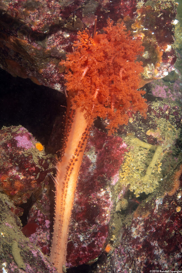 Cucumaria miniata (Orange Sea Cucumber)