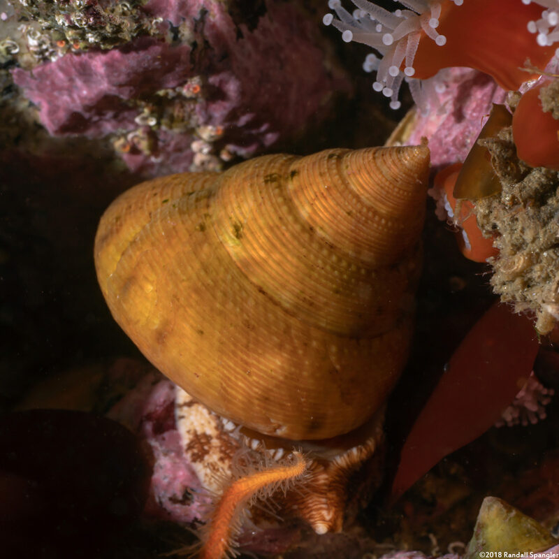 Calliostoma gloriosum (Glorious Top Snail)
