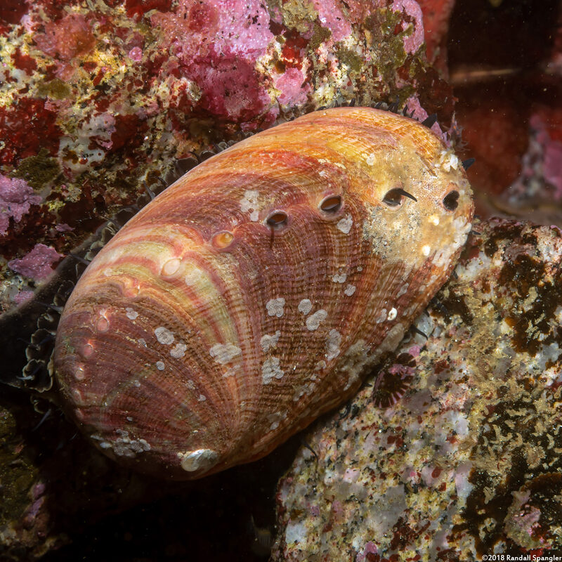 Haliotis rufescens (Red Abalone)