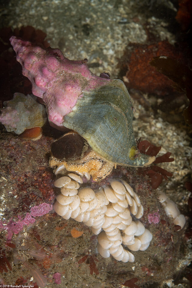 Kelletia kelletii (Kellet's Whelk)
