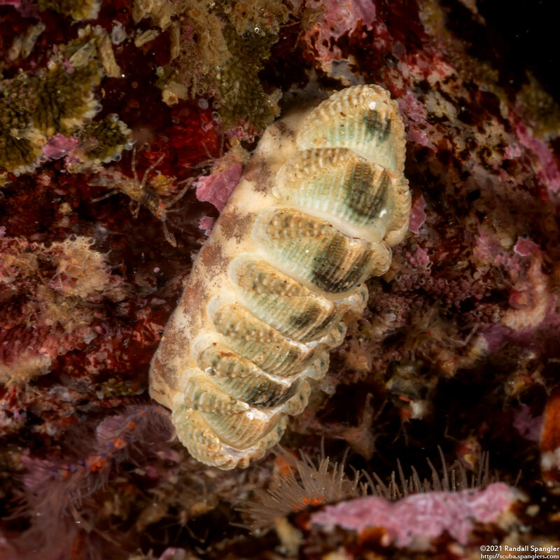 Callistochiton palmulatus (Callistochiton Palmulatus)