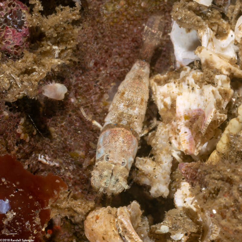 Crangon franciscorum (California Bay Shrimp)