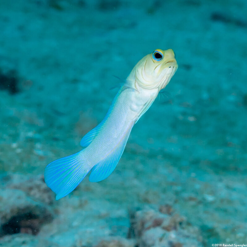 Opistognathus aurifrons (Yellowhead Jawfish)