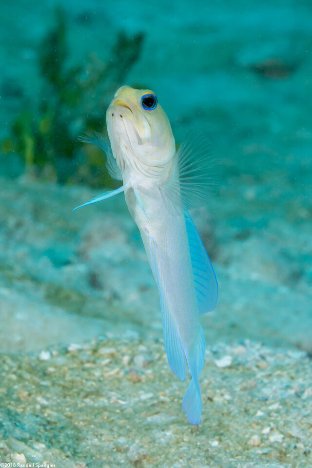 Opistognathus aurifrons (Yellowhead Jawfish)