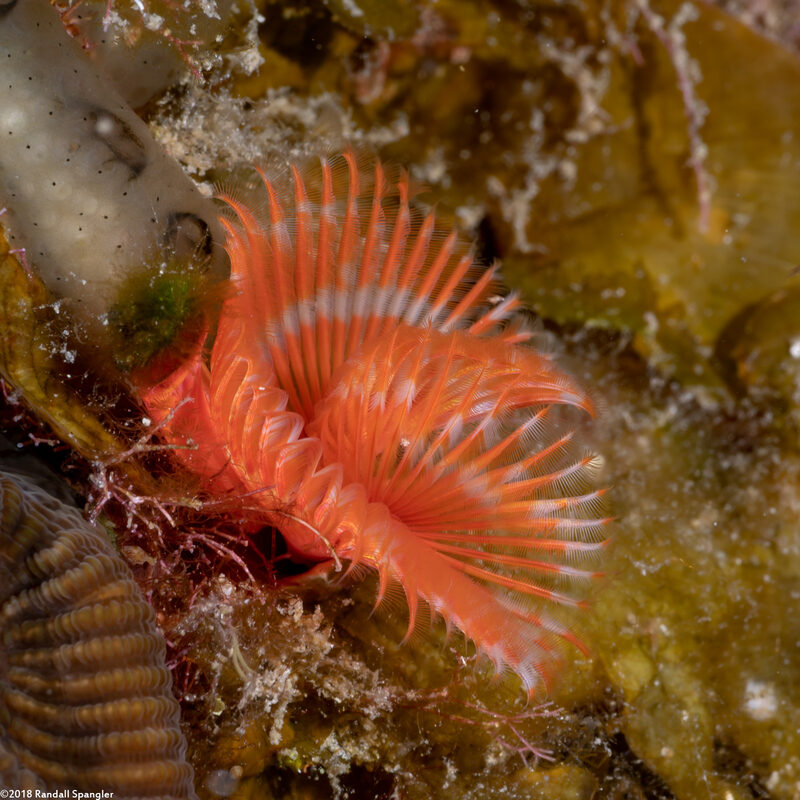 Pomatostegus stellatus (Star Horseshoe Worm)