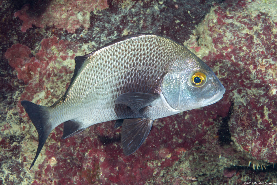 Anisotremus surinamensis (Black Margate)