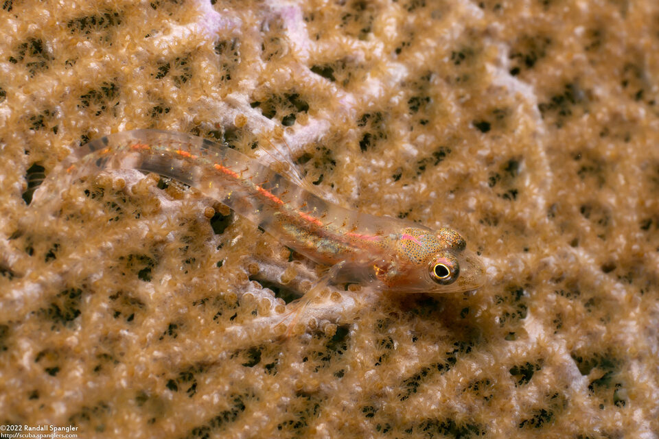 Emblemariopsis pricei (Sea Fan Blenny)