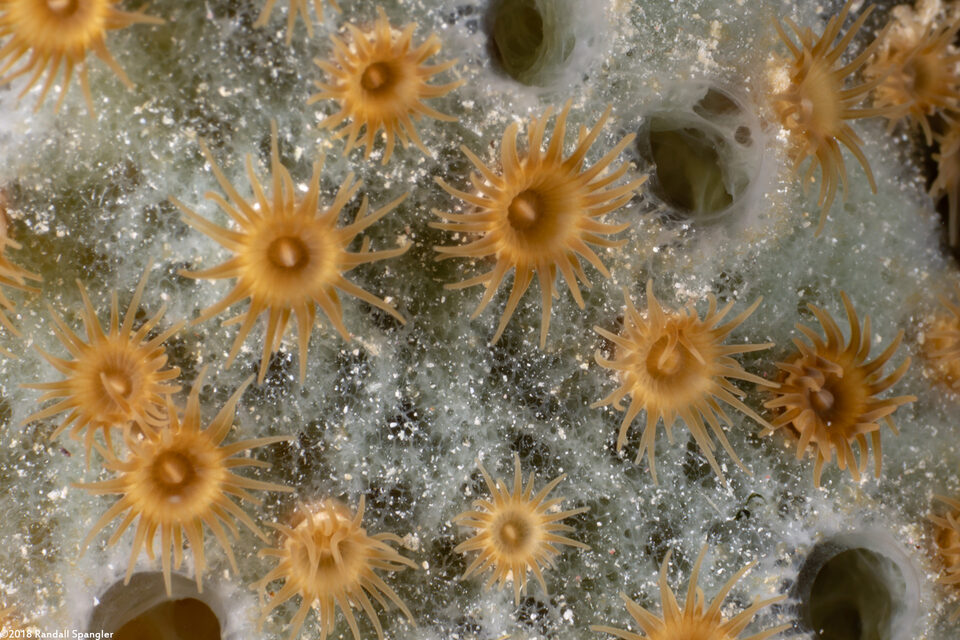 Parazoanthus catenularis (Brown Sponge Zoanthid)
