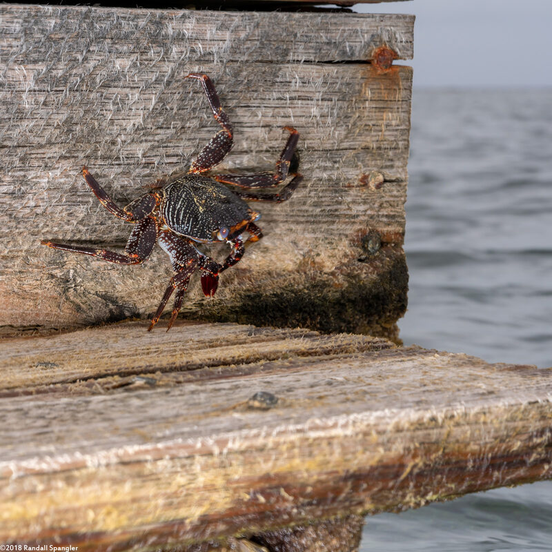 Plagusia depressa (Tidal Spray Crab)