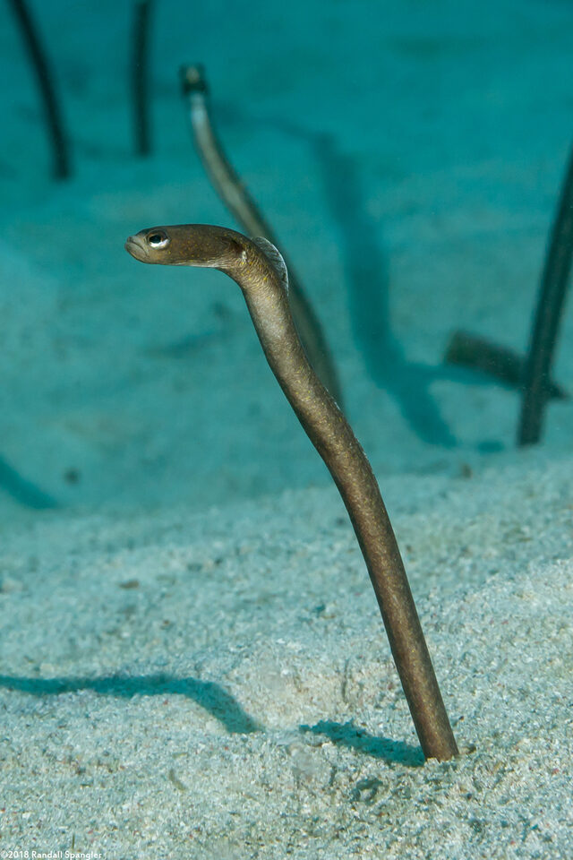 Heteroconger longissimus (Brown Garden Eel)