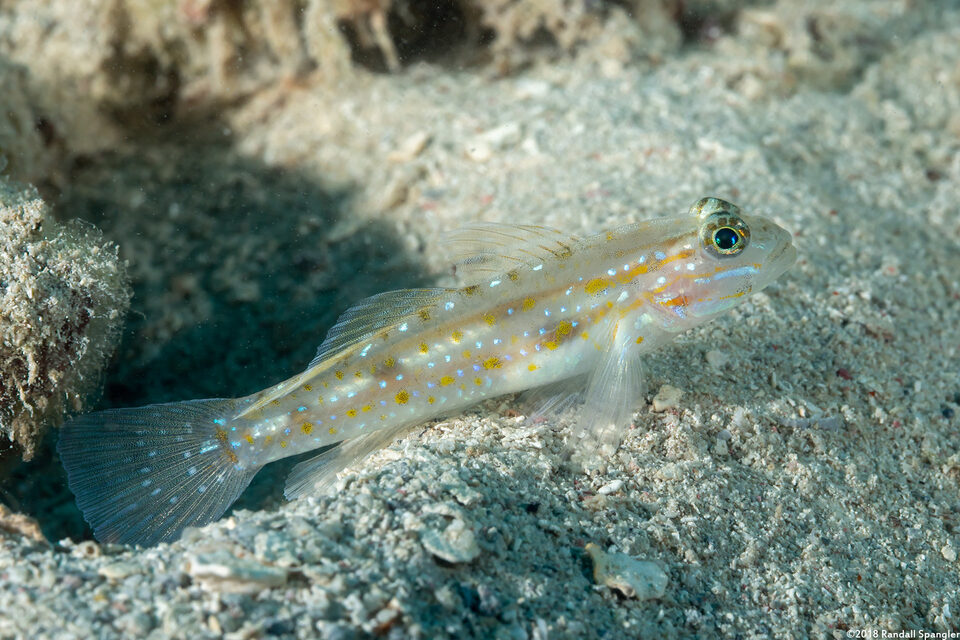 Coryphopterus venezuelae (Sand-Canyon Goby)