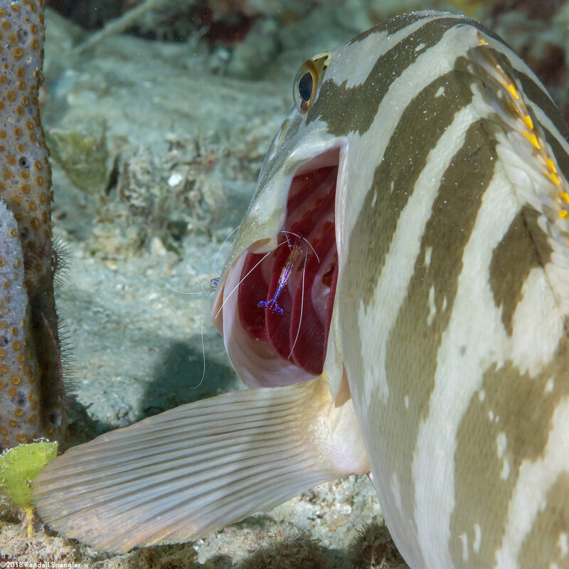 Ancylomenes pedersoni (Pederson Cleaner Shrimp)
