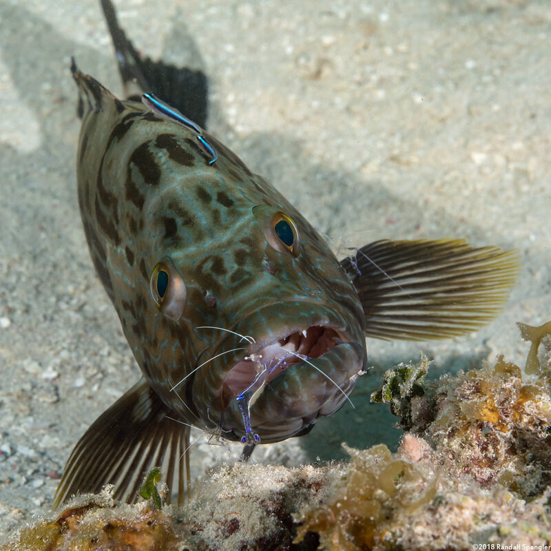 Ancylomenes pedersoni (Pederson Cleaner Shrimp)