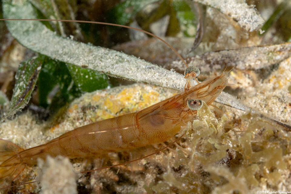 Penaeus aztecus (Brown Shrimp)