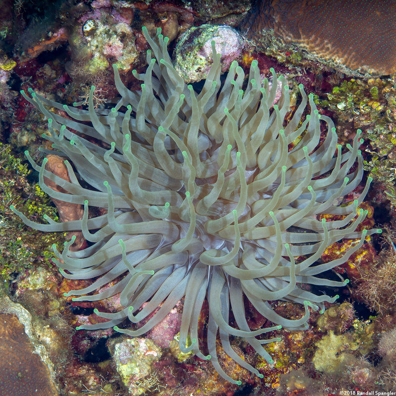 Condylactis gigantea (Giant Anemone)