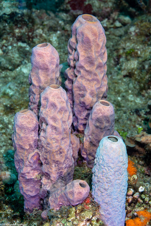 Aplysina archeri (Stovepipe Sponge)