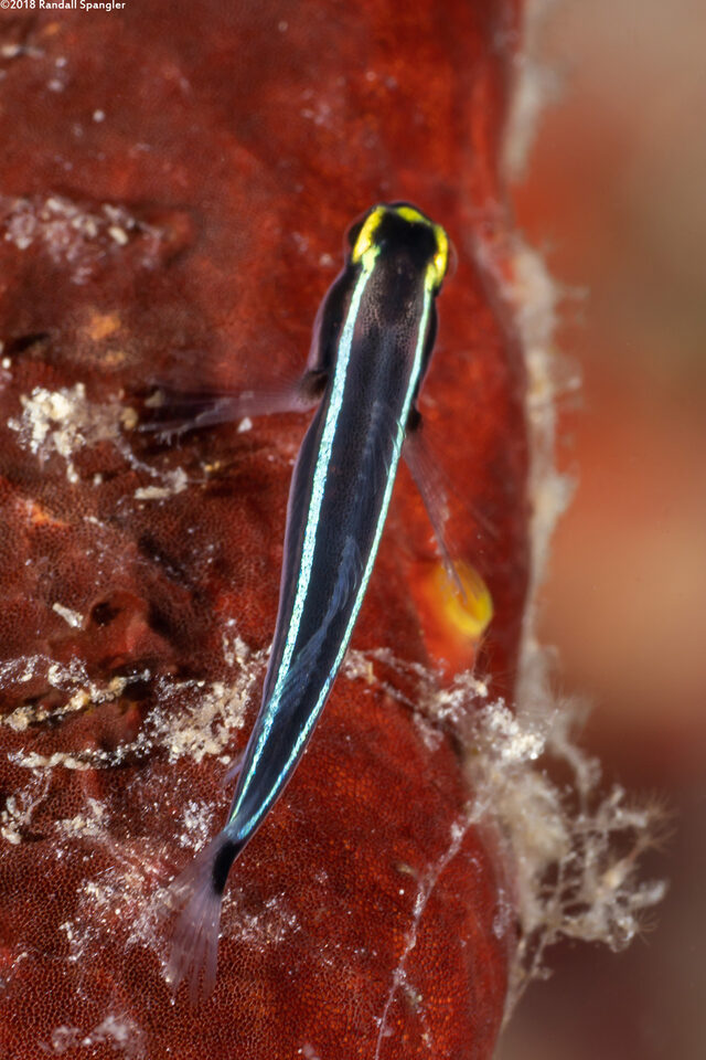 Elacatinus louisae (Spotlight Goby)