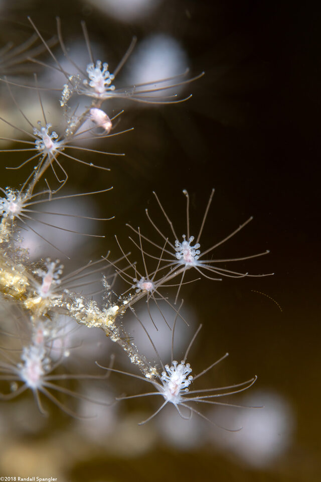 Pennaria disticha (Christmas Tree Hydroid)