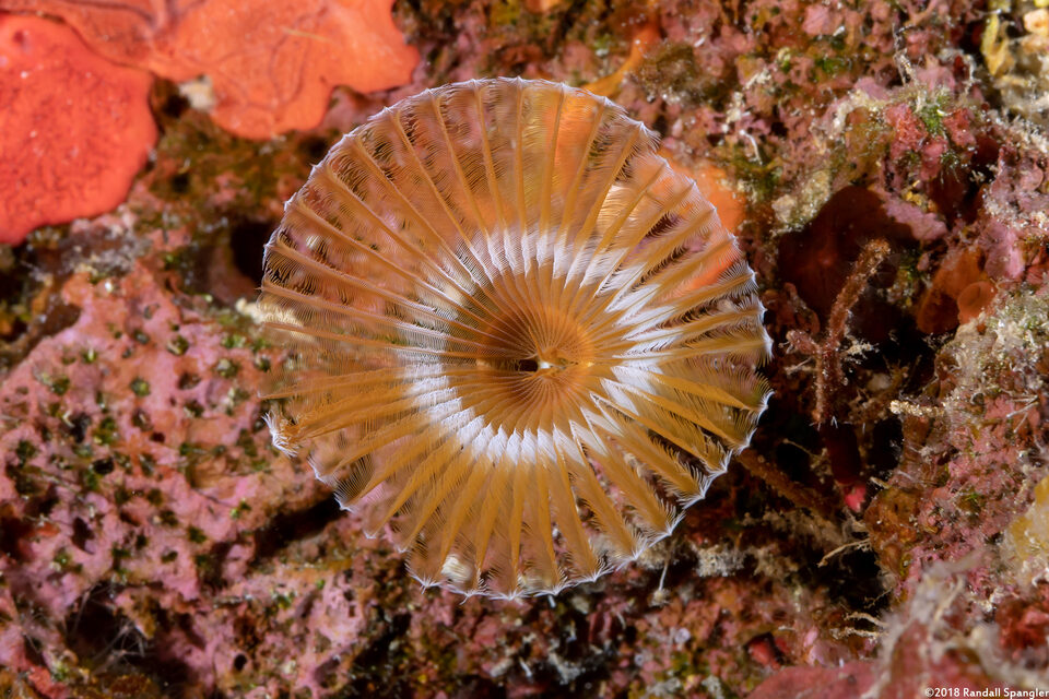Hypsicomus sp.1 (Ruffled Feather Duster)