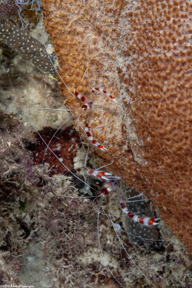 Stenopus hispidus (Banded Coral Shrimp)