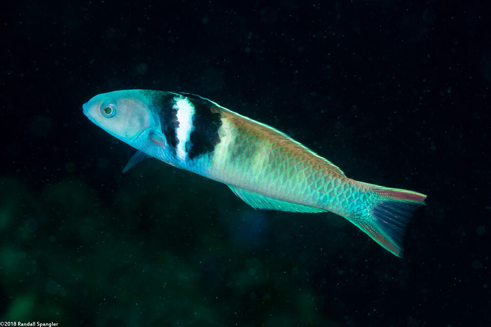 Thalassoma bifasciatum (Bluehead)