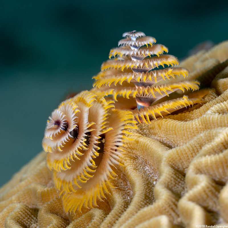 Spirobranchus giganteus (Christmas Tree Worm)