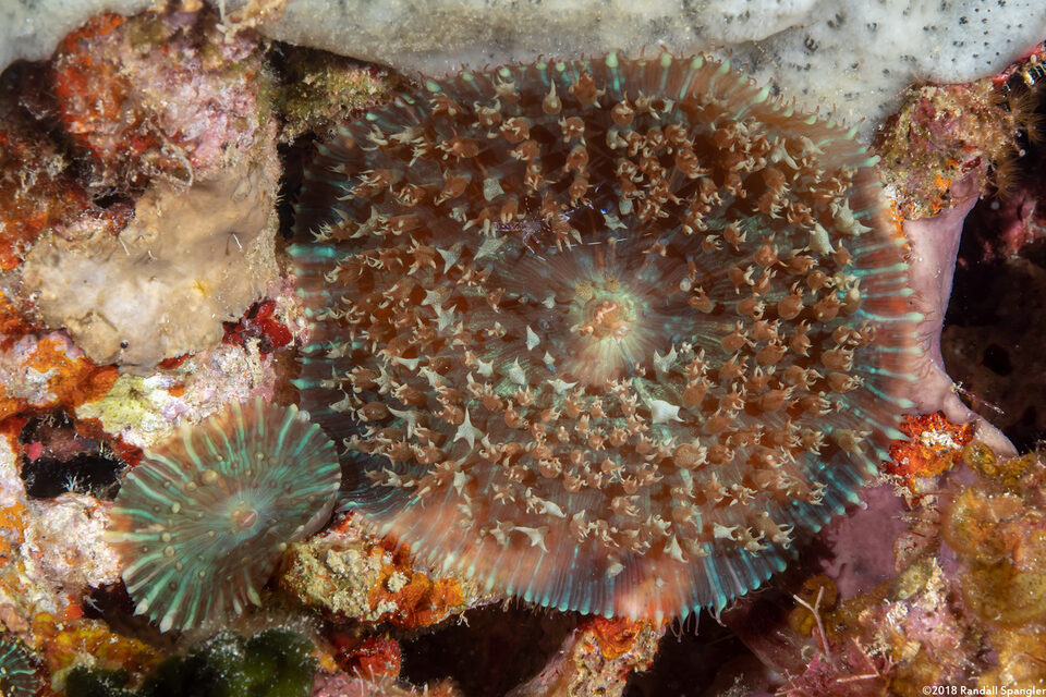 Rhodactis osculifera (Warty Corallimorph)