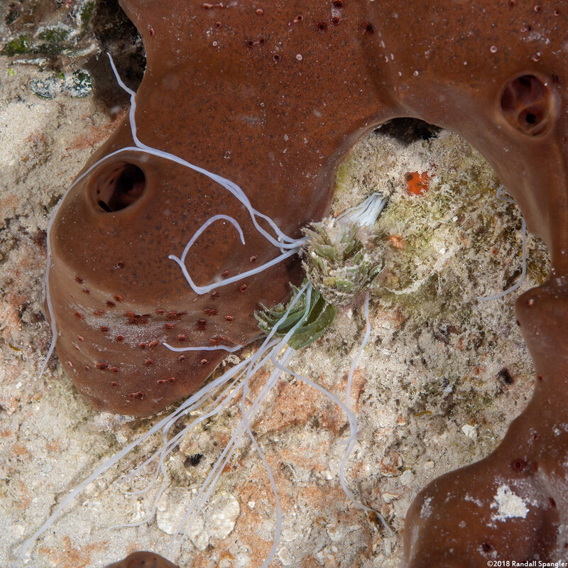 Terebellidae sp.1 (Spaghetti Worm)