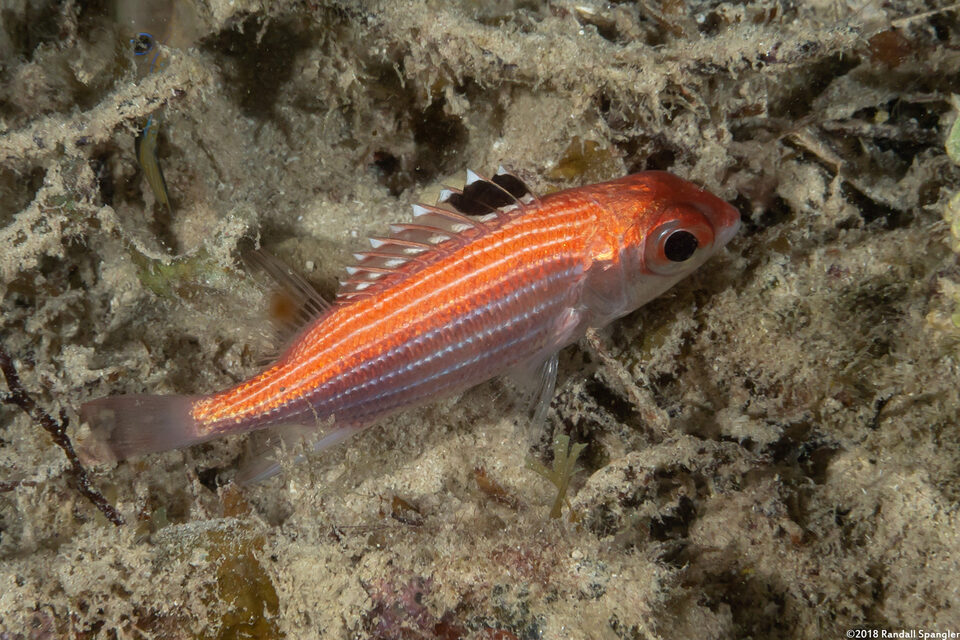 Sargocentron coruscum (Reef Squirrelfish)