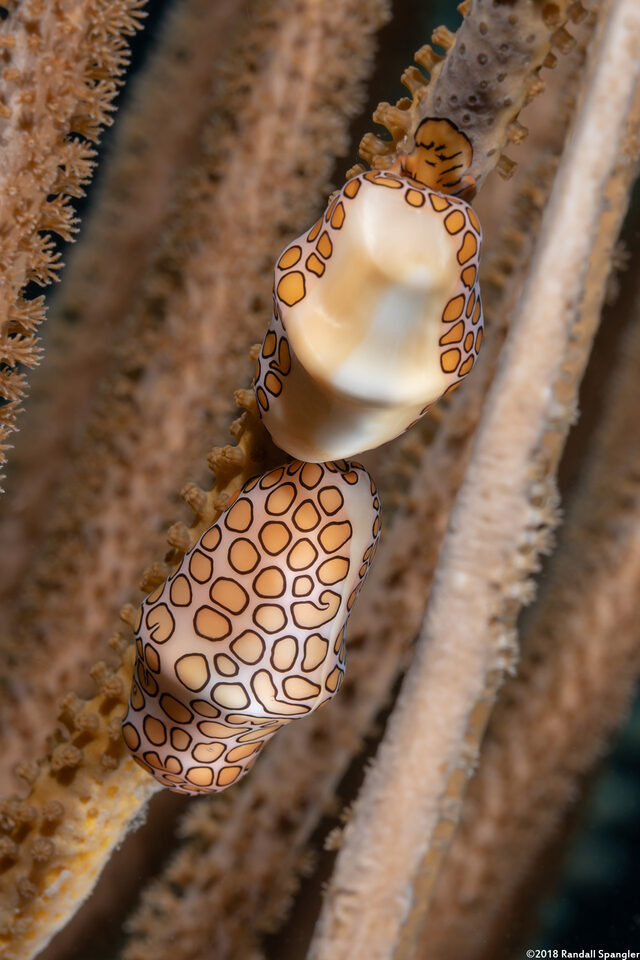 Cyphoma gibbosum (Flamingo Tongue)