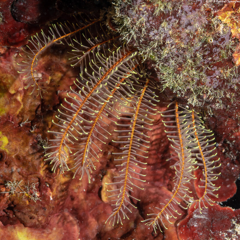 Davidaster rubiginosus (Golden Crinoid)