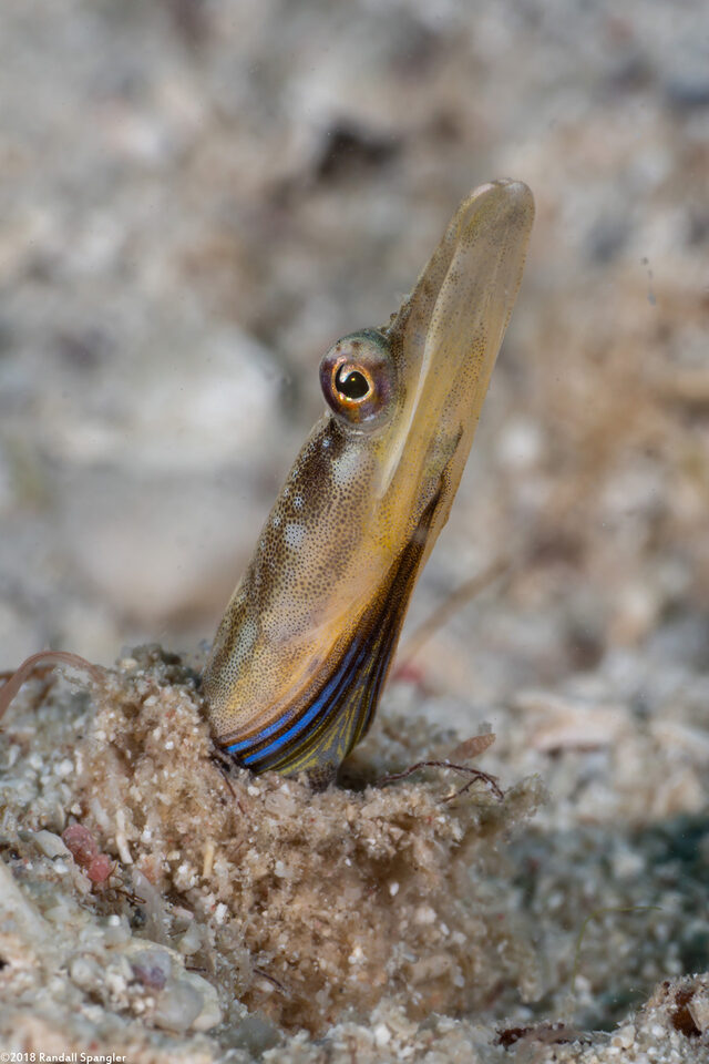 Chaenopsis ocellata (Bluethroat Pikeblenny)