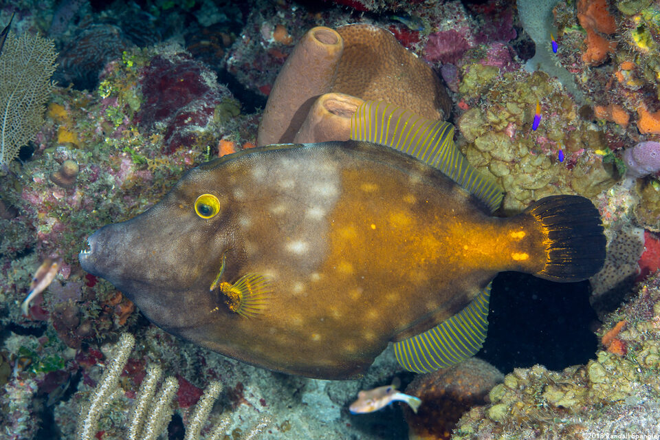 Cantherhines macrocerus (Whitespotted Filefish)