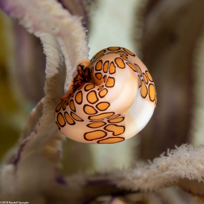 Cyphoma gibbosum (Flamingo Tongue)