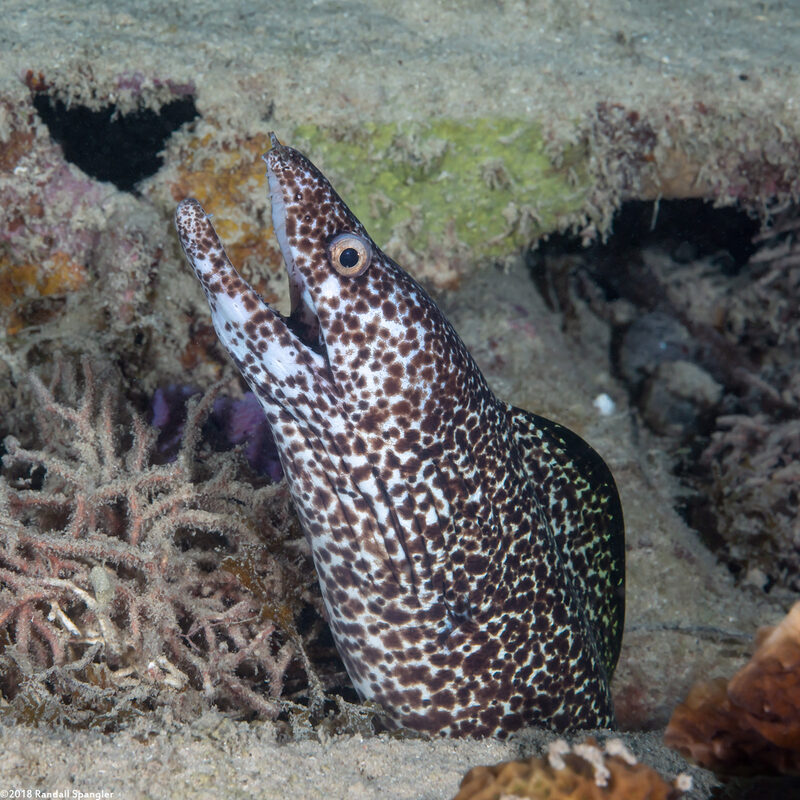 Gymnothorax moringa (Spotted Moray)