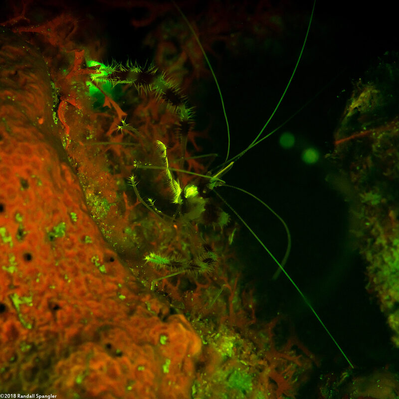 Stenopus hispidus (Banded Coral Shrimp)