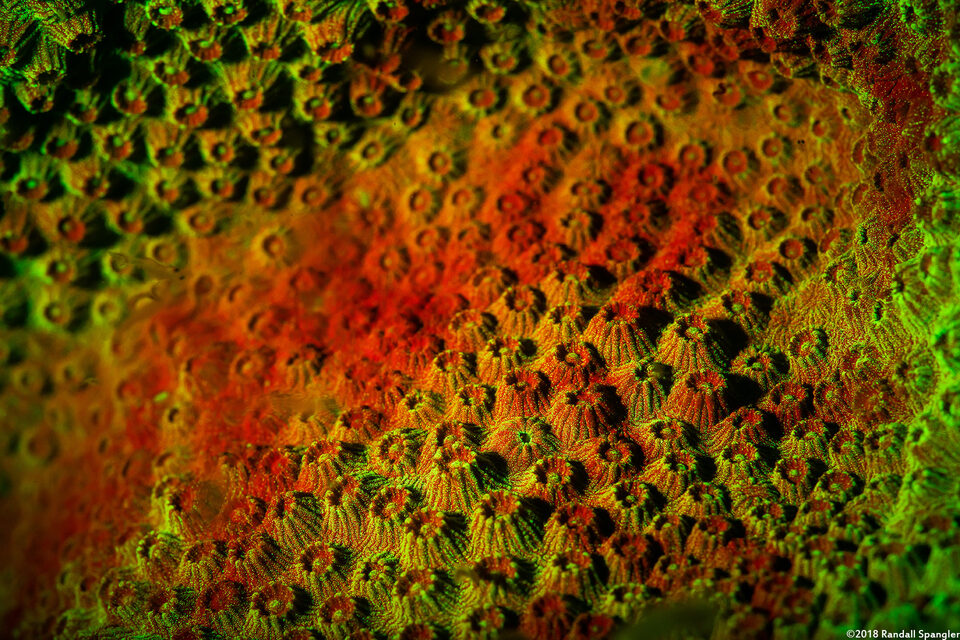 Madracis pharensis (Star Coral)