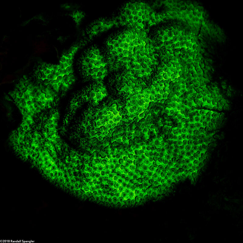Porites astreoides (Mustard Hill Coral)