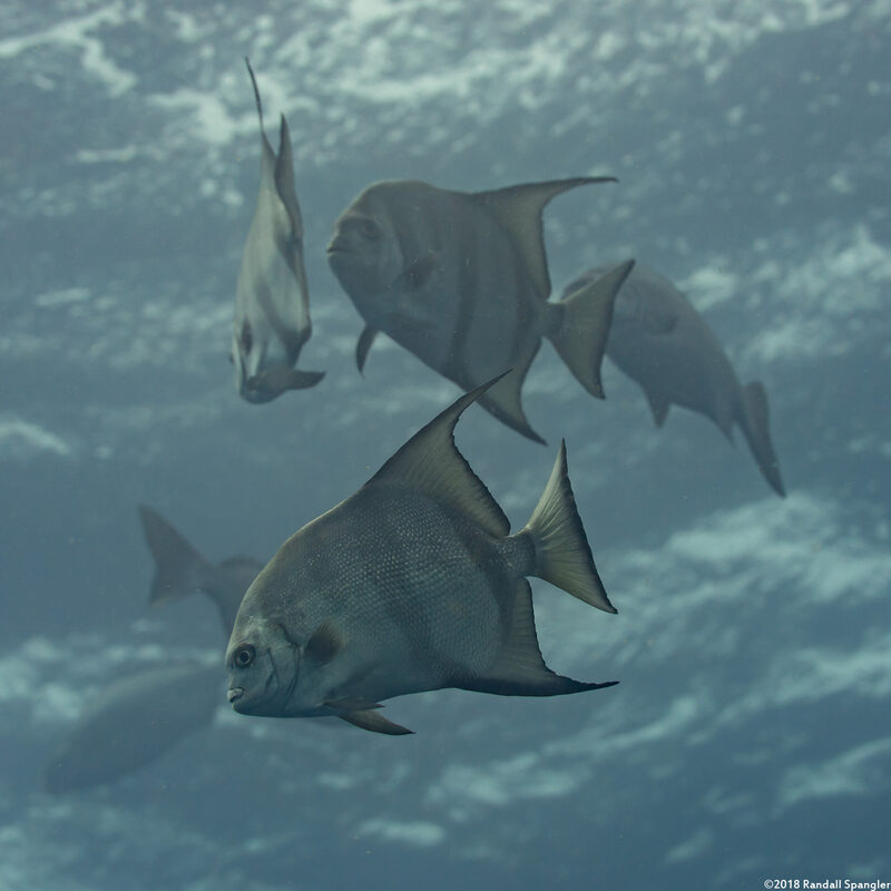 Chaetodipterus faber (Atlantic Spadefish)