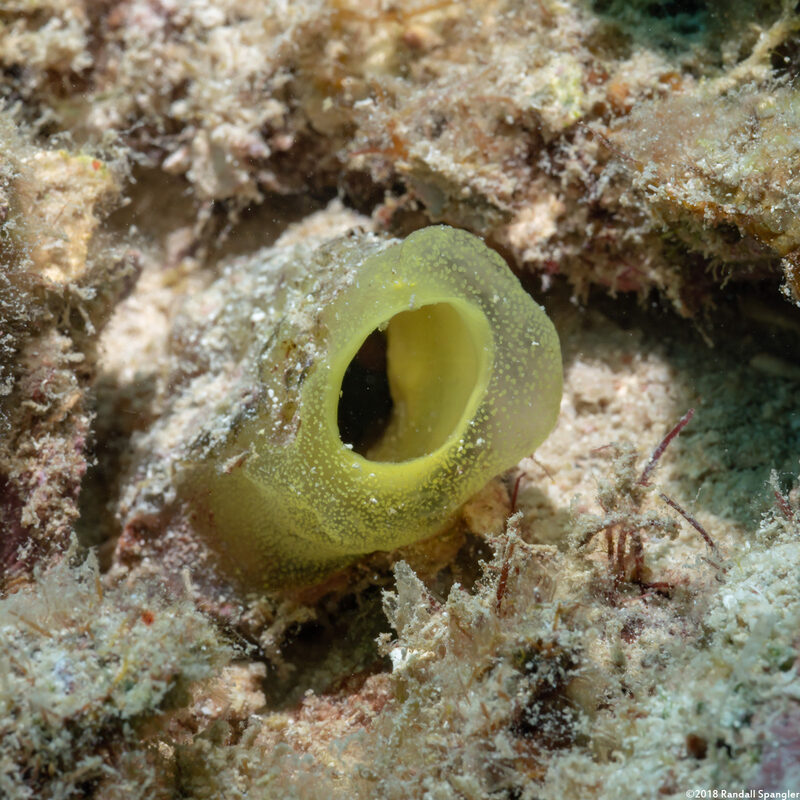 Ascidia sydneiensis (Yellow-Green Sea Squirt)