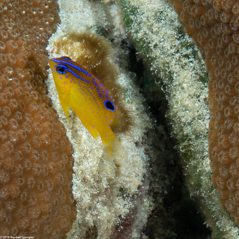 Stegastes diencaeus (Longfin Damselfish)