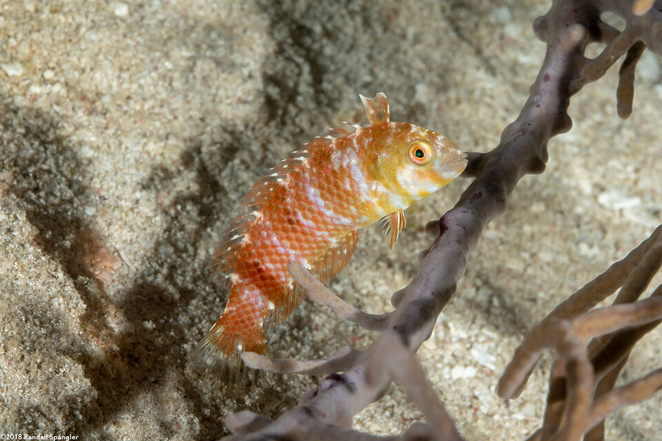 Xyrichtys splendens (Green Razorfish)