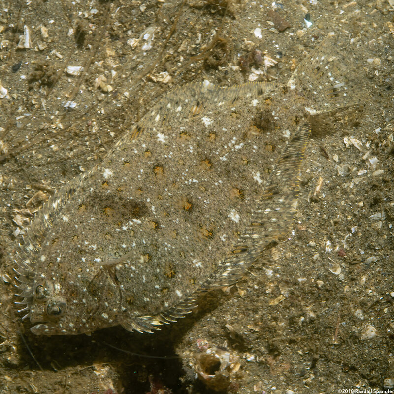 Citharichthys stigmaeus (Speckled Sanddab)