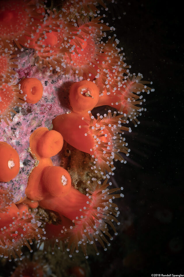 Corynactis californica (Club-Tipped Anemone)