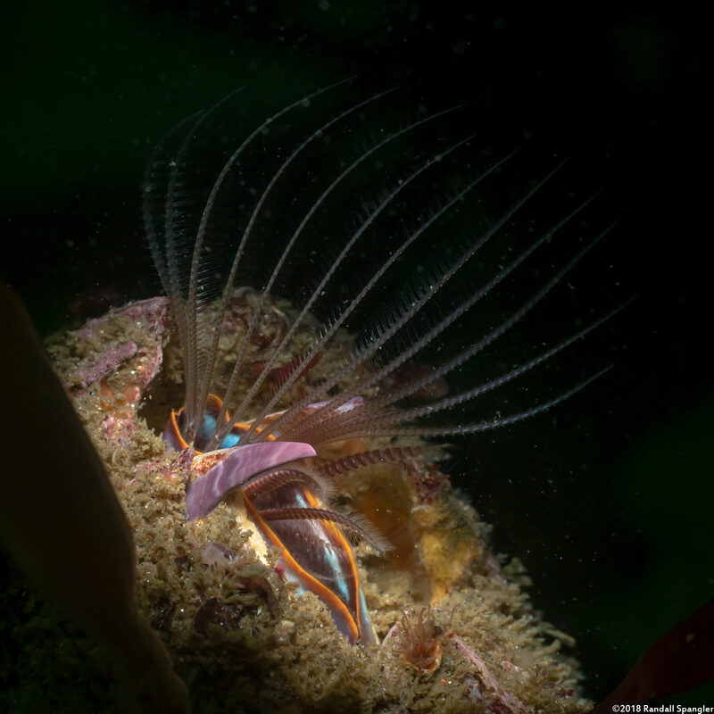 Balanus nubilus (Giant Acorn Barnacle)